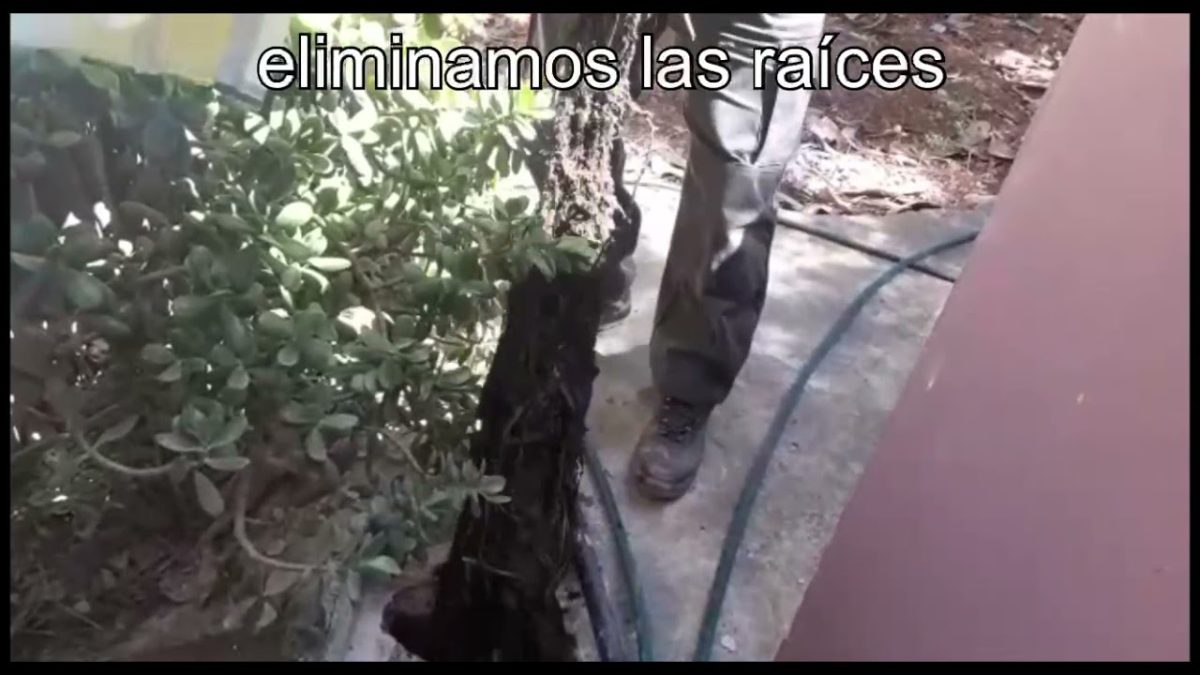 desatasco de tuberías por raíces